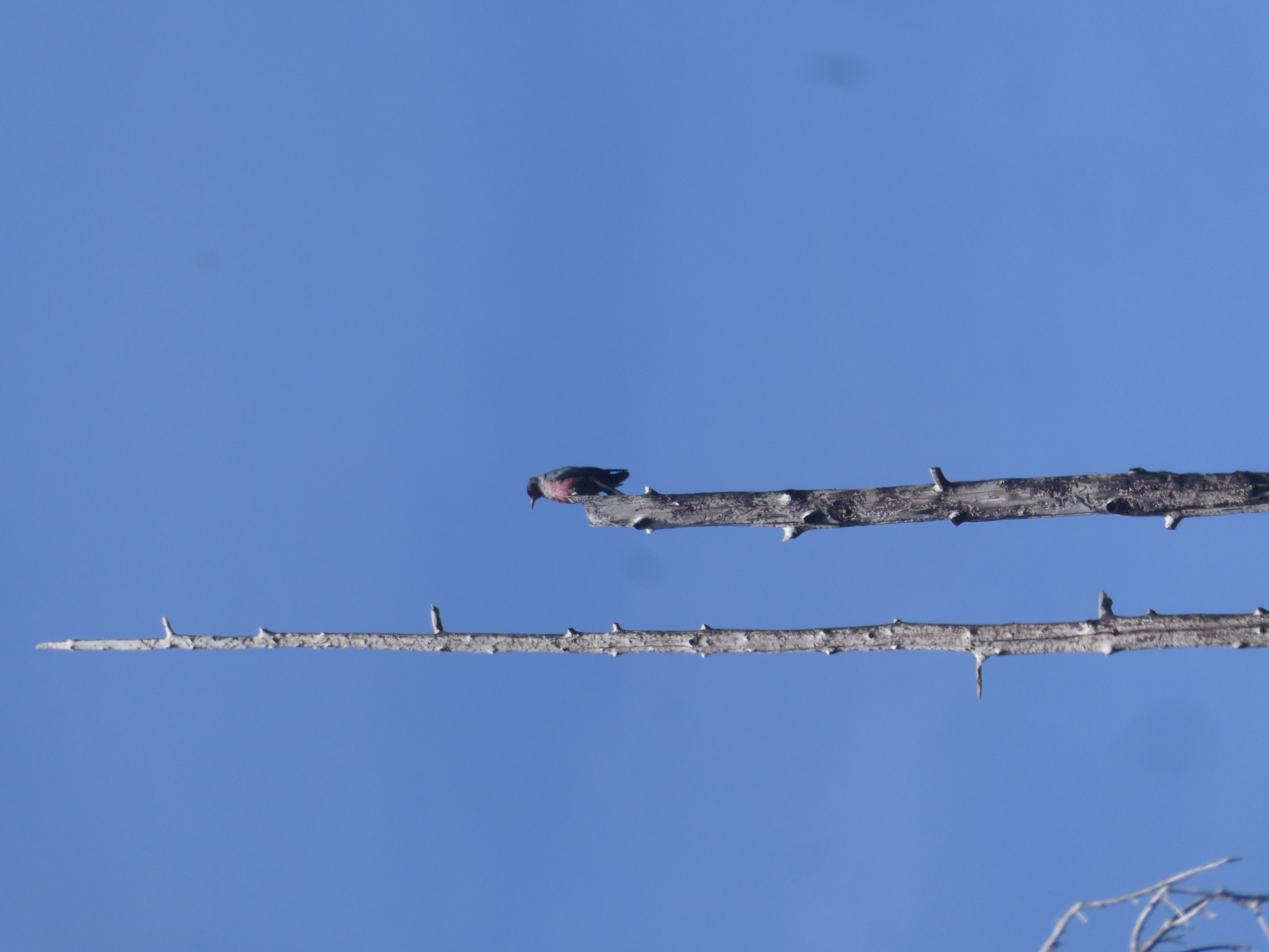 Lewis's Woodpecker on a snag